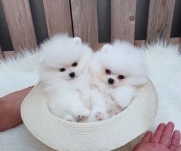 Adopt cute teacup pomeranian puppies